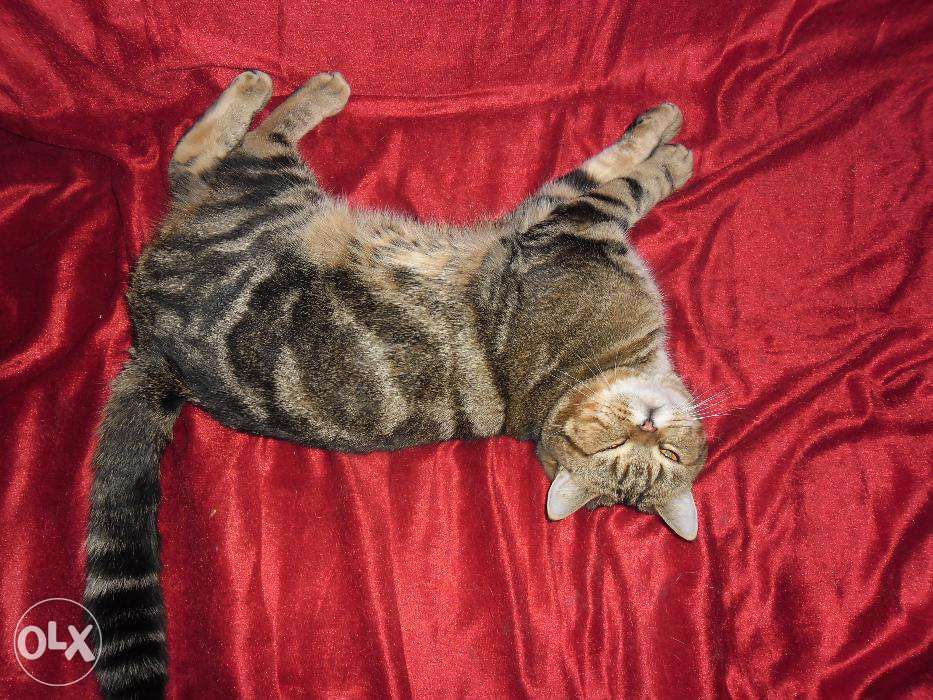 Питомник "Шерхан"предлагает котов британцев для вязки.