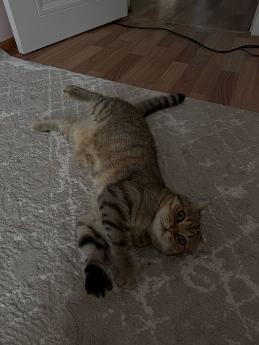 Продам британского котика