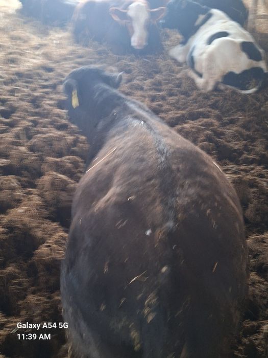 Vând 70 de viței rasa mixta