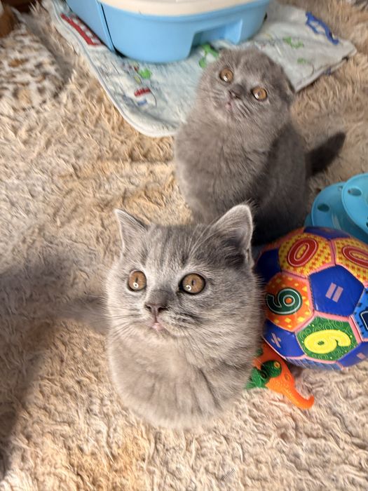 Продаются элитные котята