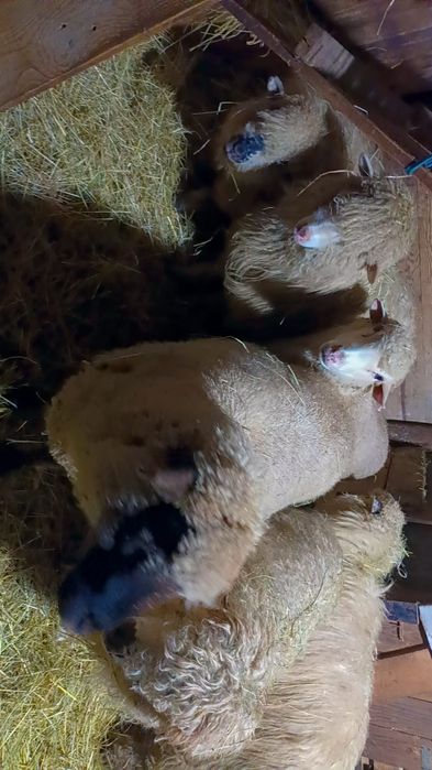 Oi de vanzare foarte bune de tinut