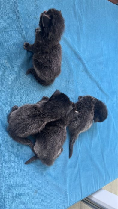 Котята Мейн Кун