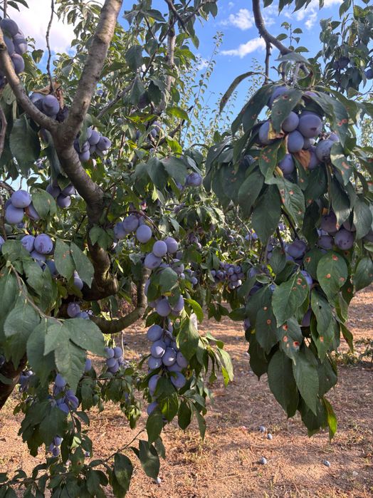 Prune Anaspet in jud Olt