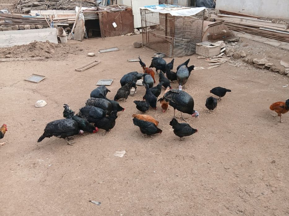 Тауықтар бар.      .