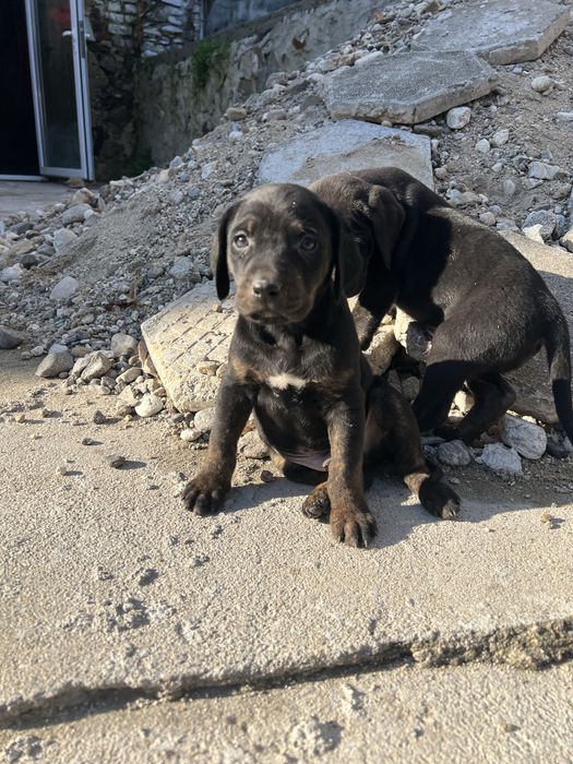 Подарявам мъжки микс кане корсо