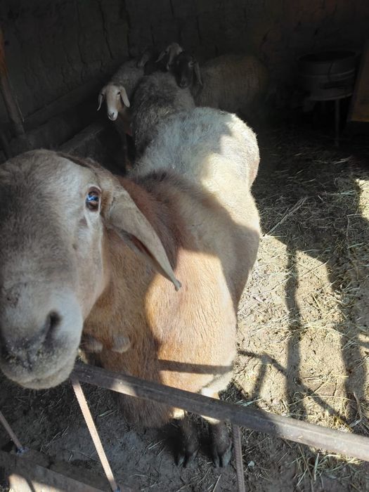 Арашан қойлари сатылады