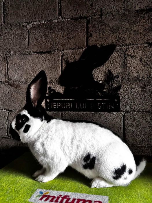 Iepuri Fluture german