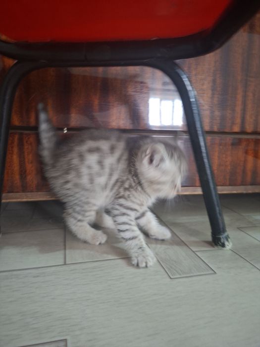 британские котята
