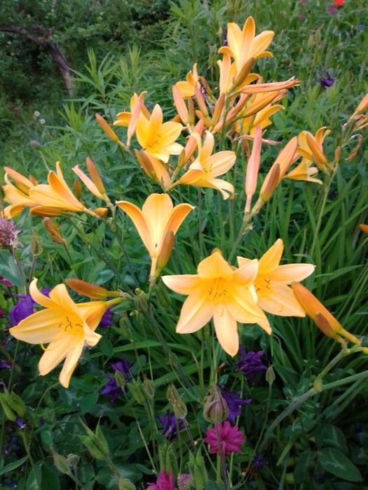 Лилейники сортовые