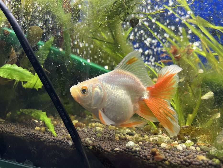 Продам золотых рыбок