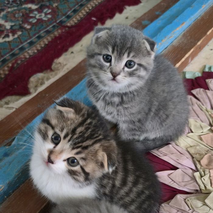 Skotish Fold I strayt ishonchli