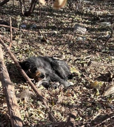 Отдам собак. Бесплатно.