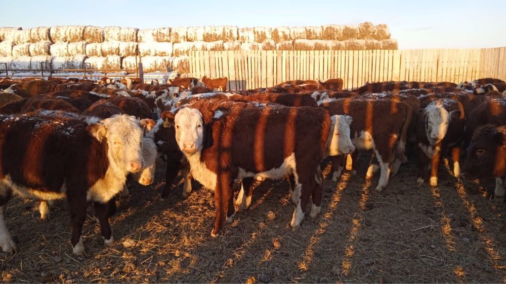 Қашар сатылады / Продается кашар(телята)