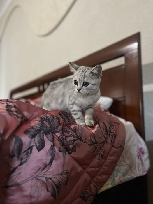 Продаю кошку шотландец