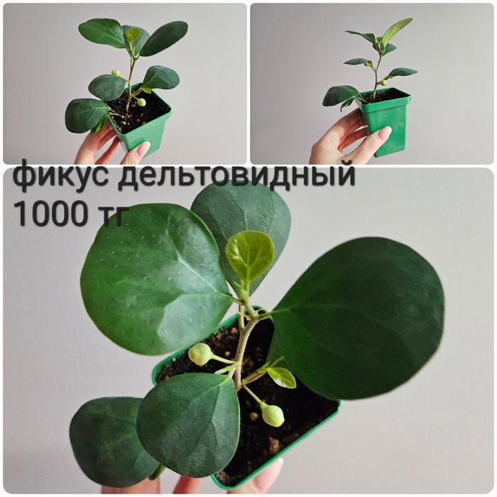 Фикус али, барок, дельтовидный