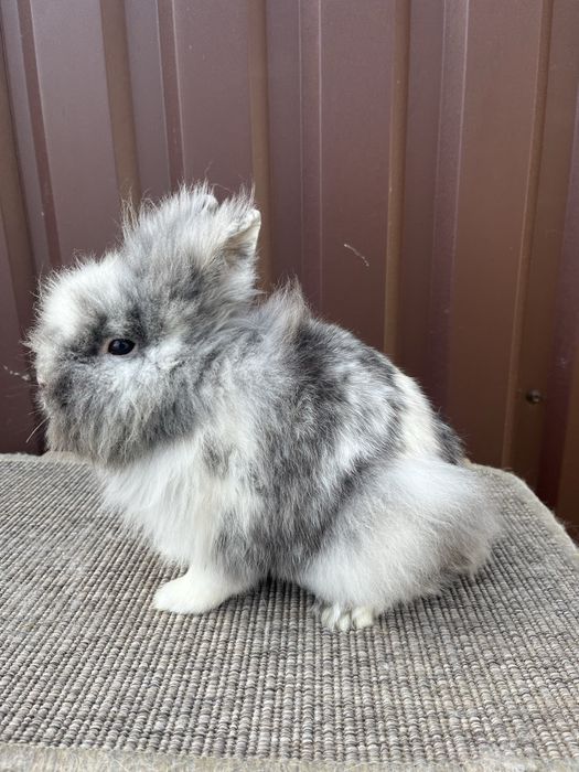 Mascul cap de leu Rhon