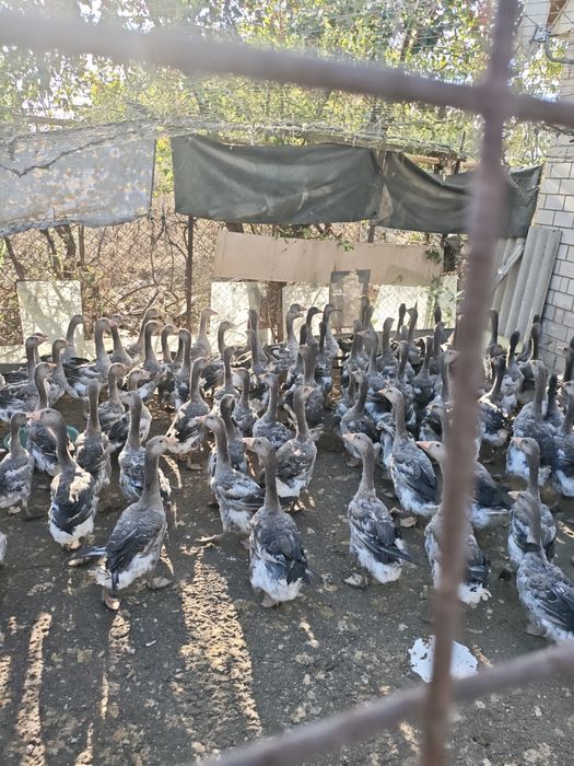 Гуси Каз тыры 10000тенге