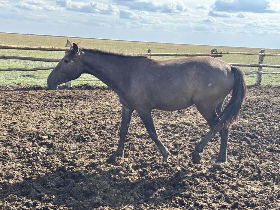 Жылқы сатылады..