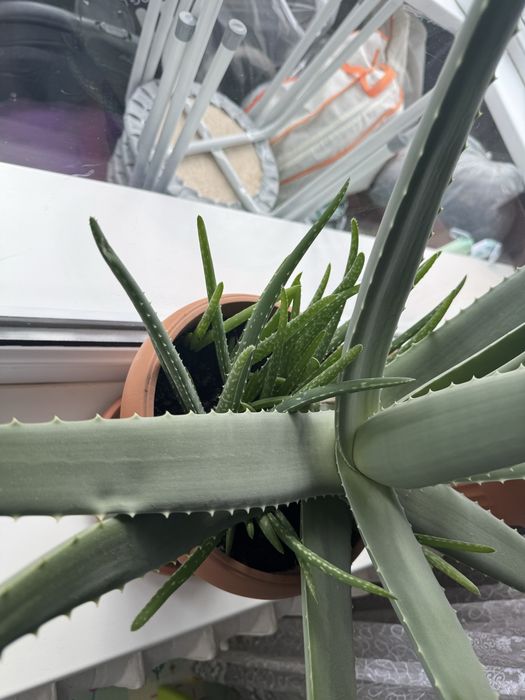 Продам листы алоэ и отростки