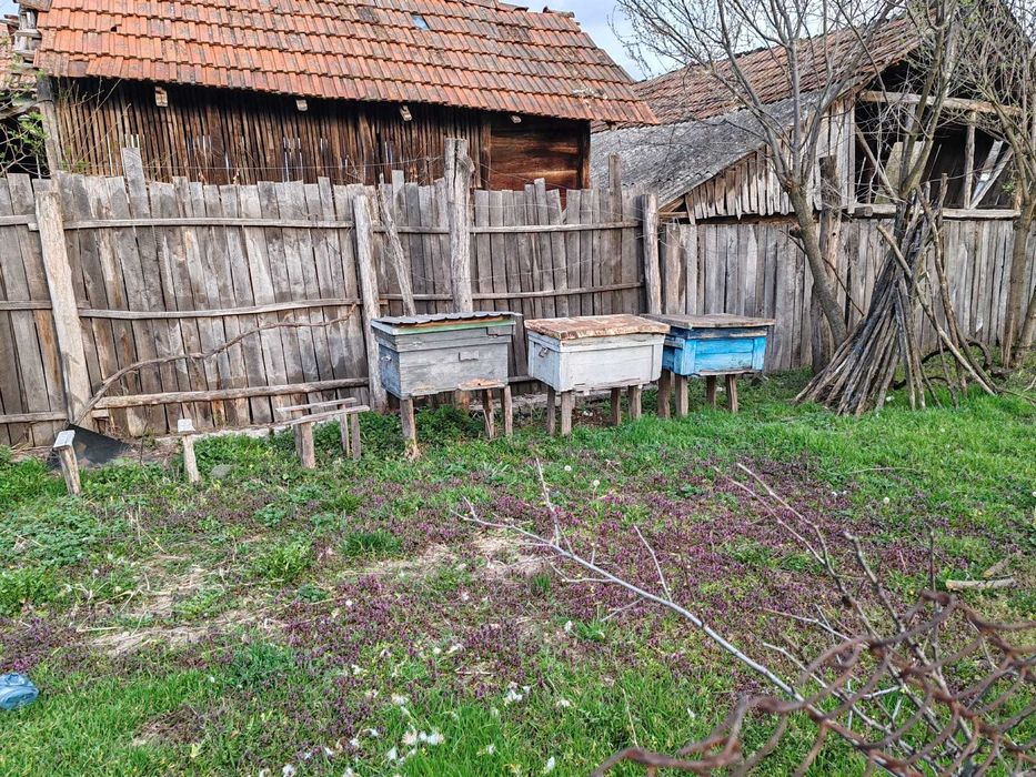 Vand!!! Lazi de stupi albine