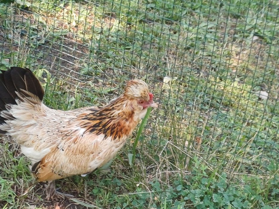 Gainuse pitice  struma bantam