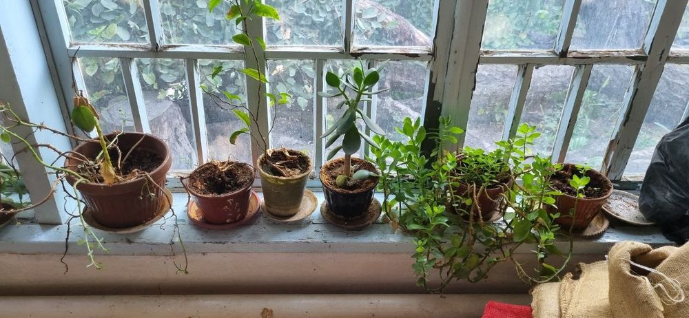 Продаётся комнатные цветы