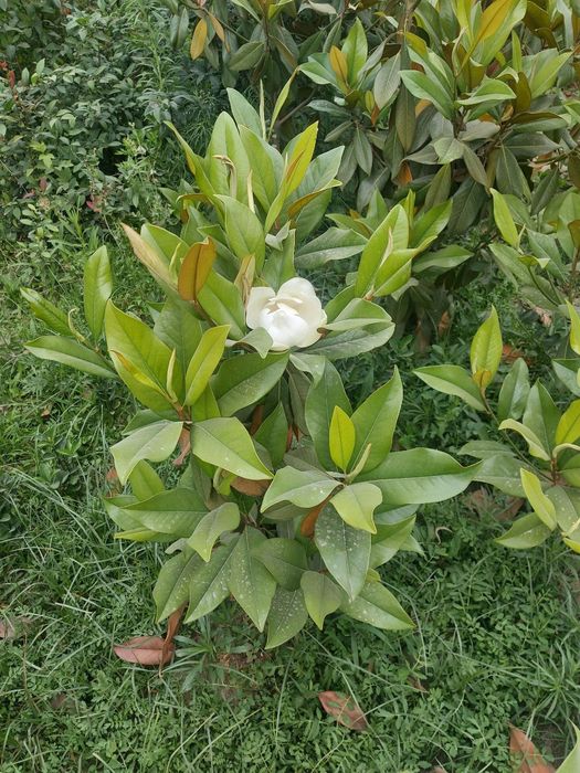 Магнолия гландифлора итальянский