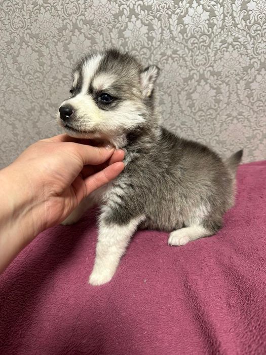 Продажа щенков хаски