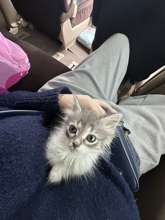 отдам кошечку в добрые руки
