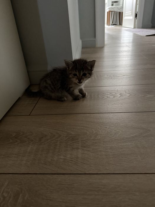 Котёнок отдам в добрые руки