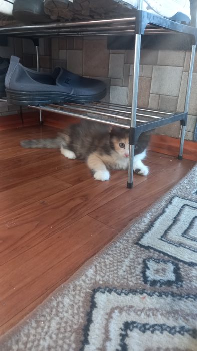 Отдаем домашних котят