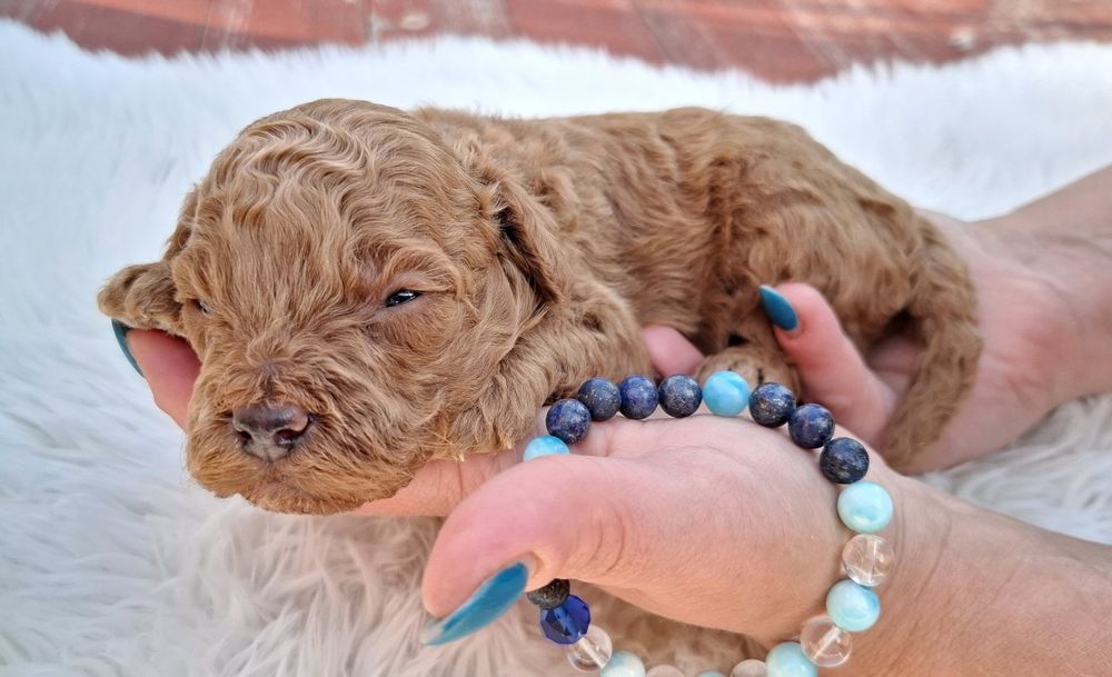 Pudel toy red cu pedigree