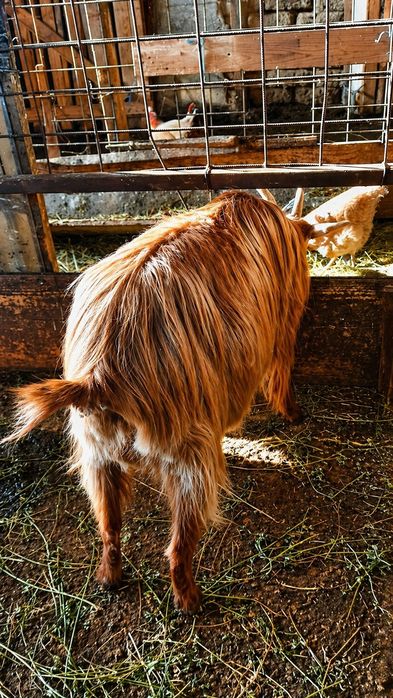 Vând lot de 4 capre + 1 țap, animale sănătoase, crescute în gospodărie.