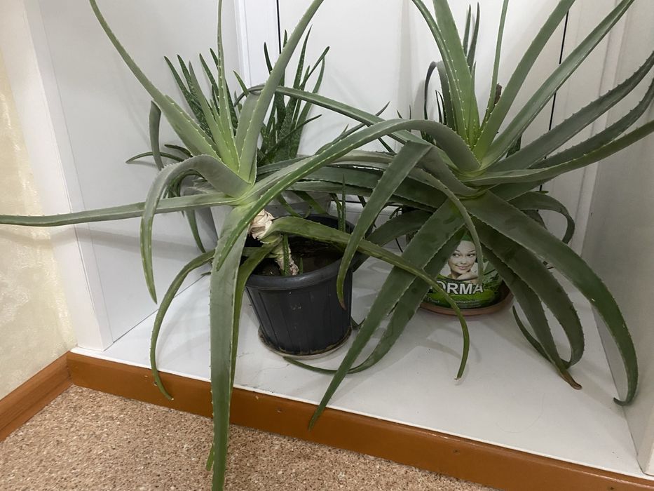 Алоэ , алоэ вера