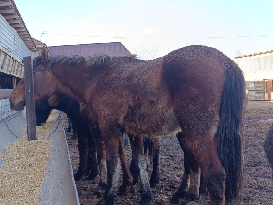 Продам жеребчика полторашку и кобылку