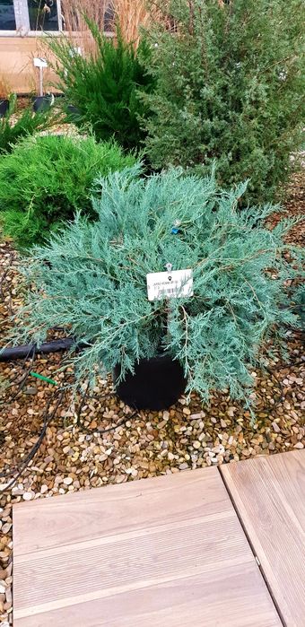 Vindem Enupar târâtor pin mugo