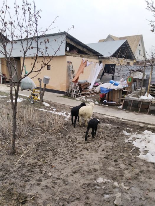 Продам маток с ягнатами домашних жирных.