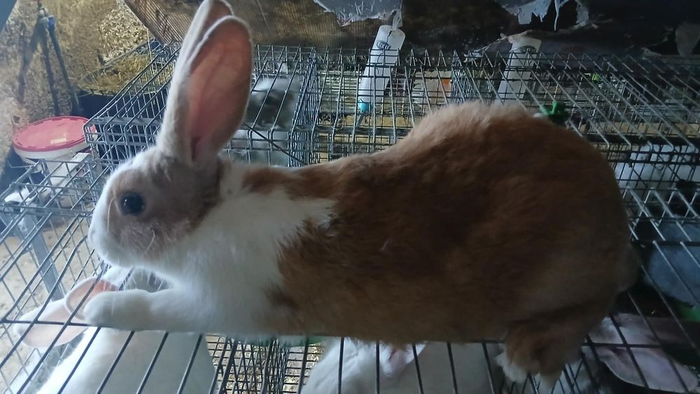 Mascul Hycol francez