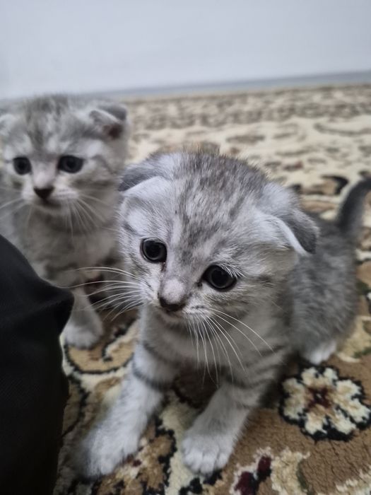 Продам котят вислоухих близняшек в хорошие руки