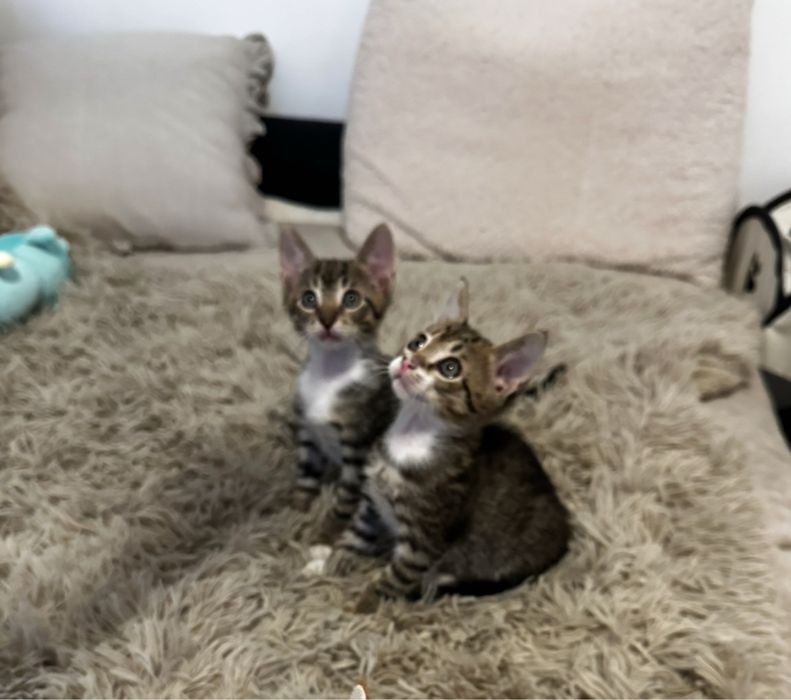 Pisoi tigrati pentru adoptie