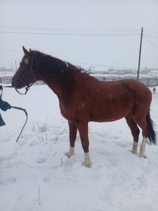 Акция новогодняя скидка на жеребца !Продам жеребца! Чистокровный обуче
