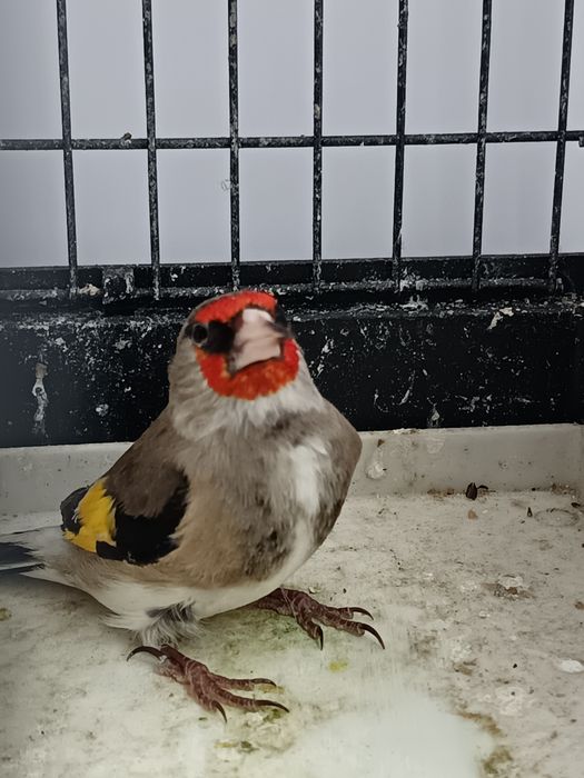 Продается шегол .