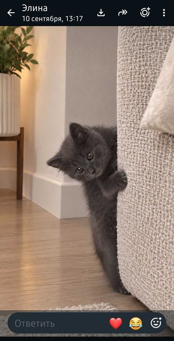 Котята, мальчики 2 месяца.