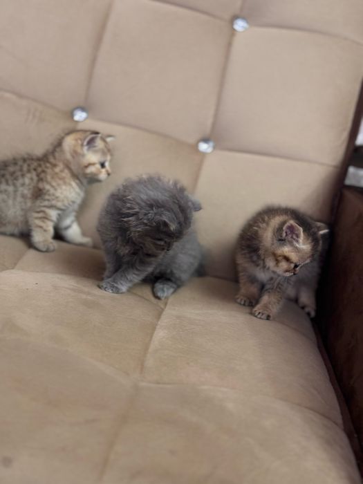 Продается золотая шиншила