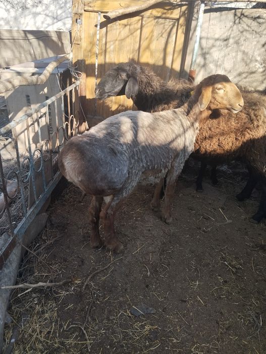 Арашан токты кошкар таза