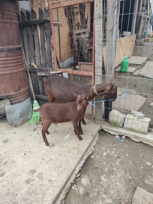 Vând ieduță murciană