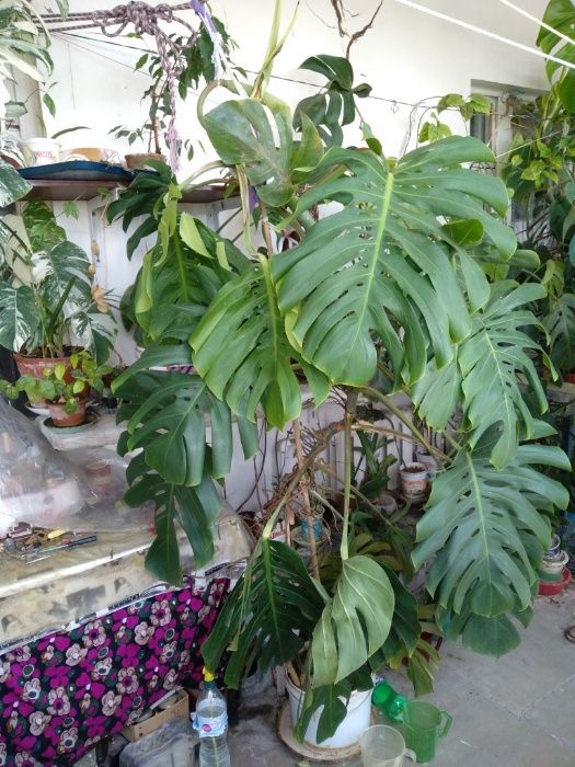Монстера цветущая