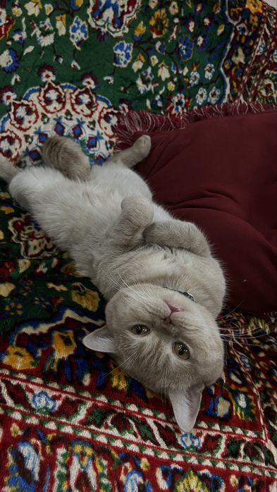 Mushuk  sotiladi BRITANSKIY