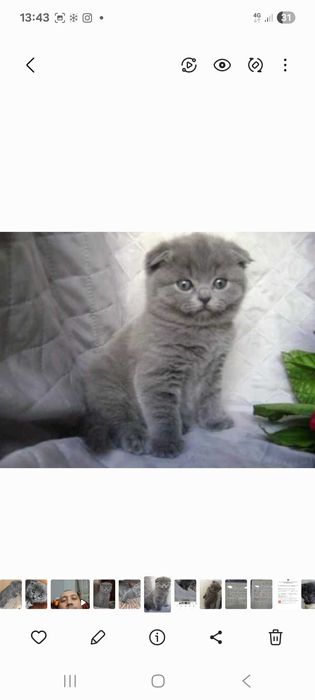 Скоттиш  skotish fold yaxwilab uqing narxi bulishi