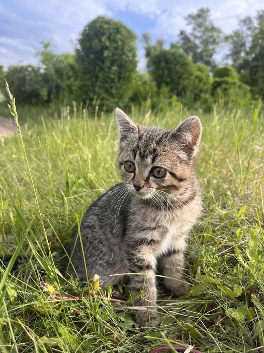 Котенок девочка в добрые руки